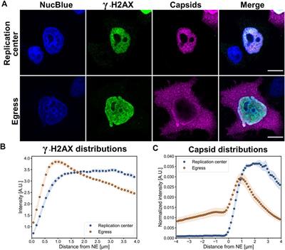 G2/M checkpoint regulation and apoptosis facilitate the nuclear egress of parvoviral capsids